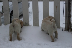img_6888_19.2.2016_7_weeks_3_days