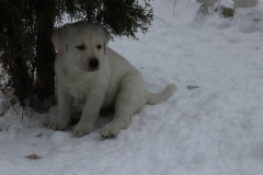 img_6943_hailey_19.2.2016_7_weeks_3_days