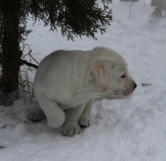 img_6947_hailey_7_weeks_3_days