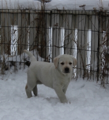 img_7080_hilda_21.2.2016_7_weeks_5_days