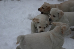 img_7077_puppy_energy_21.2.2016_7_weeks_5_days