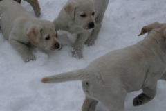 img_7078_puppy_energy_21.2.2016_7_weeks_5_days