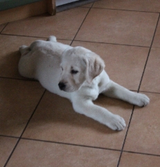 img_7409_hilda_8_weeks_5_days