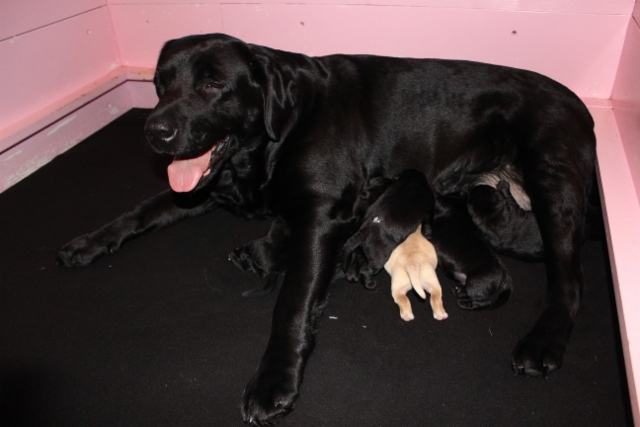 img_6097_pups_2nd_day