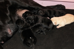 img_6263_pups_4th_day