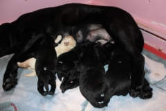 img_6425_bharti_pups_1_week