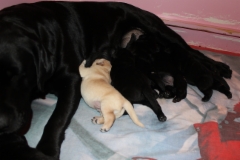 img_6427bharti_pups_8.1.2018_1_week