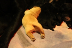 img_6432_male_pup_1_week_8.1.2018