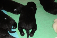 img_6399_male_neck_7th_day