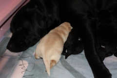 img_6415_bharti_pups_1_week