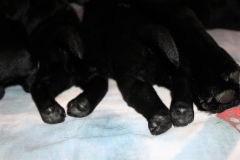 img_6417_paws_1_week_8.1.2018