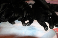 img_6419_paws_1_week