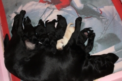 img_6478_bharti__pups_age_1_week_8.1.2018
