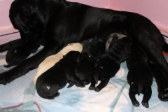 img_6459_bharti_pups_1_week