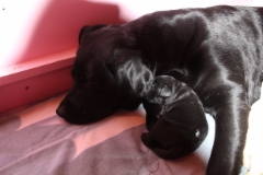 img_6462_pup_1_week
