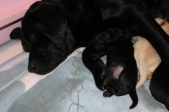 img_6469_pup_1_week