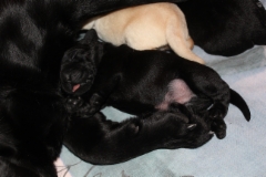 img_6470_pup_1_week