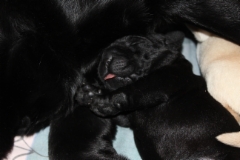 img_6473_pup_1_week
