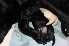 img_6474_pup_1_week_8.1.2018