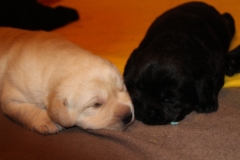 img_6851_2_weeks_eyes_open