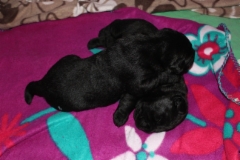 img_6894_2_weeks_2_days_sleeping