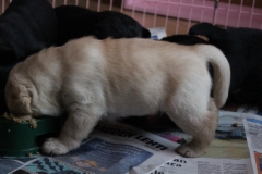 img_6990_4_weeks_2_days_male_pup