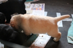 img_6997_4_weeks_2_days_male_pup