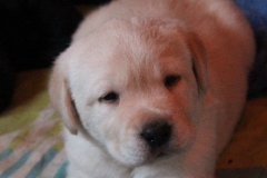 img_7020_2_4_weeks_2_days