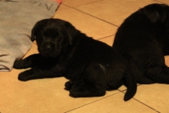 img_7137__female_4_weeks_3_days