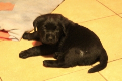 img_7134_female_4_weeks_3_days