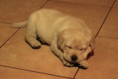 img_7136_male_4_weeks_3_days