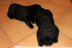 img_7162_4_weeks_6_days__male