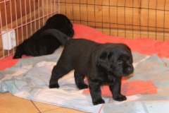 img_7187__julius_4_weeks_6_days