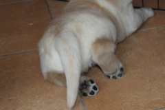 img_7243_male_paws_5_weeks