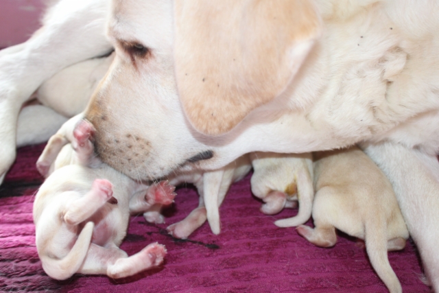 img_2238_great_momma__30.6.2018