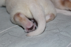 img_4349__yellow_male_paw_4_days