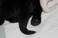 img_4352_b._female_paw_neck_mark