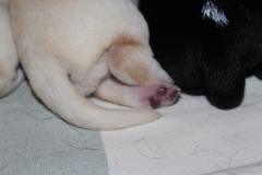 img_4358__female_4_days_paw