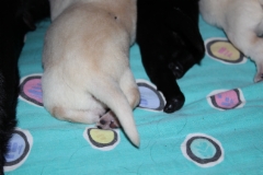img_4439__paws