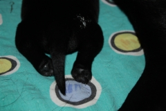 img_4440__male_paws