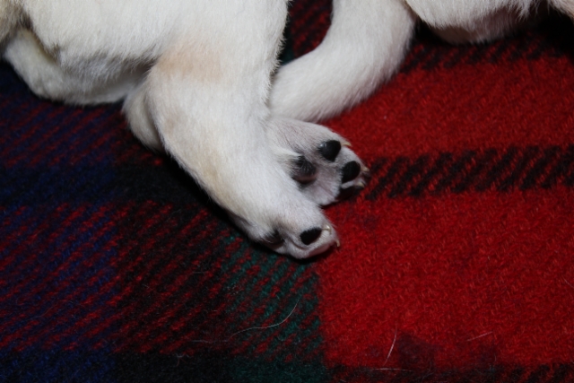 img_4779_paws_15_days