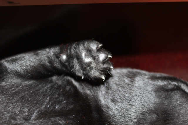 img_7461__9th_day_5.2.2021_female_paw