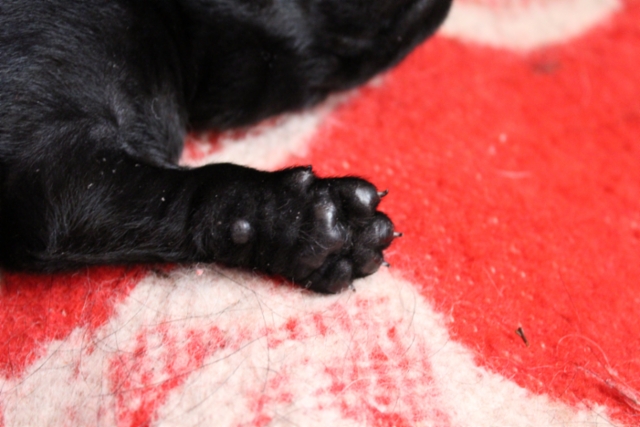 img_7463__9th_day_5.2.2021_female_paw