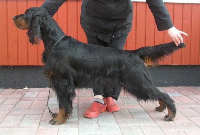 Uwexin Eternity "Sointu" 2v 4kk