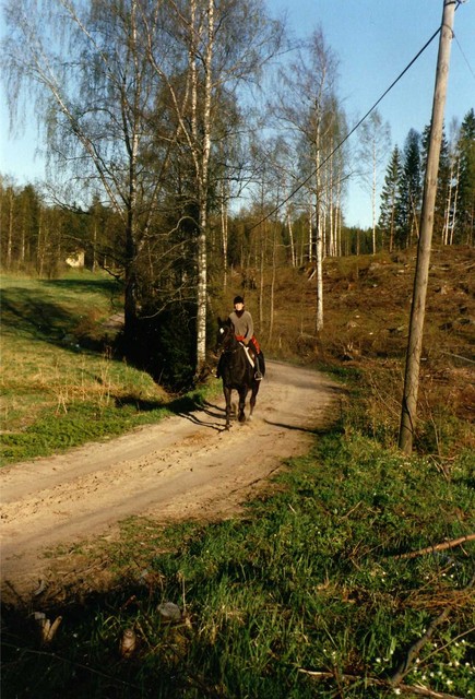 ratsain Pliszkalla Lehmij&auml;rvell&auml;