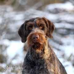 Arwen