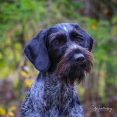 Karelia