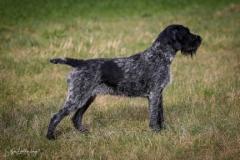 Pentueen em&auml;: Crazy vom Krohnhof-Willemskoog