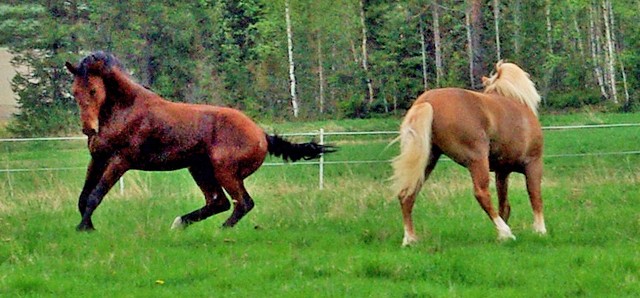 fred_ja_oiva_18052013