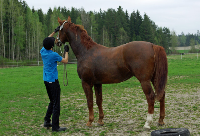 pete_laitsalle_18052013